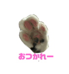 メインクーンのメイ③（個別スタンプ：1）
