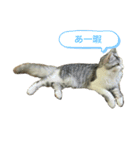 メインクーンのメイ③（個別スタンプ：14）