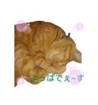 ざらめとあずき（個別スタンプ：3）