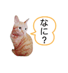 ざらめとあずき（個別スタンプ：5）