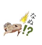 ヒョウモントカゲと仲間たち(その壱)（個別スタンプ：2）