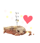 ヒョウモントカゲと仲間たち(その壱)（個別スタンプ：6）