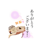 ヒョウモントカゲと仲間たち(その壱)（個別スタンプ：7）