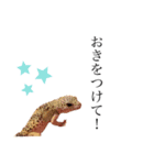 ヒョウモントカゲと仲間たち(その壱)（個別スタンプ：8）