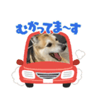 ナッツスタンプ！よく使うバージョン（個別スタンプ：3）