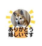 ナッツスタンプ！よく使うバージョン（個別スタンプ：5）