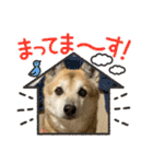 ナッツスタンプ！よく使うバージョン（個別スタンプ：6）