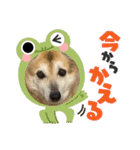ナッツスタンプ！よく使うバージョン（個別スタンプ：7）