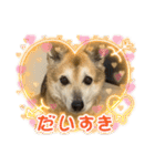 ナッツスタンプ！よく使うバージョン（個別スタンプ：9）