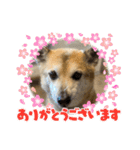 ナッツスタンプ！よく使うバージョン（個別スタンプ：13）