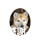 ナッツスタンプ！よく使うバージョン（個別スタンプ：16）