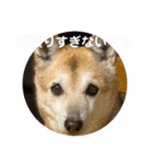 ナッツスタンプ！よく使うバージョン（個別スタンプ：17）