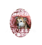 ナッツスタンプ！よく使うバージョン（個別スタンプ：19）