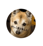 ナッツスタンプ！よく使うバージョン（個別スタンプ：22）