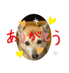 ナッツスタンプ！よく使うバージョン（個別スタンプ：23）