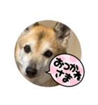 ナッツスタンプ！よく使うバージョン（個別スタンプ：27）