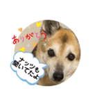 ナッツスタンプ！よく使うバージョン（個別スタンプ：29）