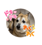 ナッツスタンプ！よく使うバージョン（個別スタンプ：30）