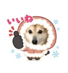 ナッツスタンプ！よく使うバージョン（個別スタンプ：33）