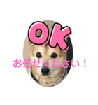 ナッツスタンプ！よく使うバージョン（個別スタンプ：35）