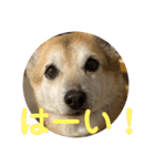 ナッツスタンプ！よく使うバージョン（個別スタンプ：36）