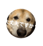 ナッツスタンプ！よく使うバージョン（個別スタンプ：38）