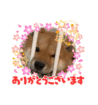我が家の柴犬 ❗️（個別スタンプ：1）