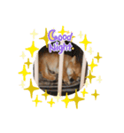 我が家の柴犬 ❗️（個別スタンプ：2）