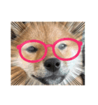 我が家の柴犬 ❗️（個別スタンプ：3）