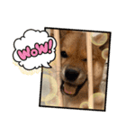 我が家の柴犬 ❗️（個別スタンプ：4）