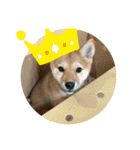 我が家の柴犬 ❗️（個別スタンプ：6）
