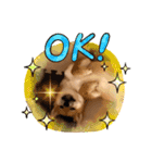 我が家の柴犬 ❗️（個別スタンプ：7）