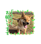 我が家の柴犬 ❗️（個別スタンプ：8）