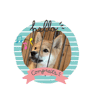 我が家の柴犬 ❗️（個別スタンプ：9）