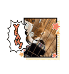 我が家の柴犬 ❗️（個別スタンプ：10）