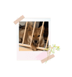 我が家の柴犬 ❗️（個別スタンプ：11）