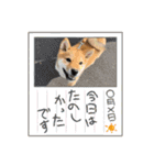 我が家の柴犬 ❗️（個別スタンプ：12）