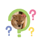 我が家の柴犬 ❗️（個別スタンプ：13）