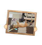 我が家の柴犬 ❗️（個別スタンプ：15）