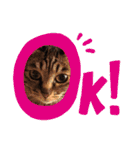 This is our Cat（個別スタンプ：2）