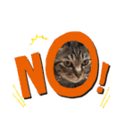 This is our Cat（個別スタンプ：3）