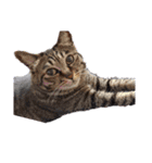 This is our Cat（個別スタンプ：4）