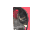 This is our Cat（個別スタンプ：5）