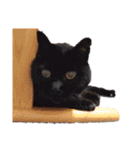 This is our Cat（個別スタンプ：6）
