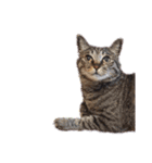 This is our Cat（個別スタンプ：7）