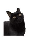 This is our Cat（個別スタンプ：8）