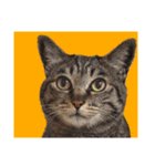 This is our Cat（個別スタンプ：9）