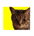 This is our Cat（個別スタンプ：10）