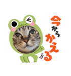 This is our Cat（個別スタンプ：11）