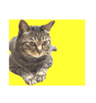 This is our Cat（個別スタンプ：12）